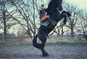 STUNT RIDER